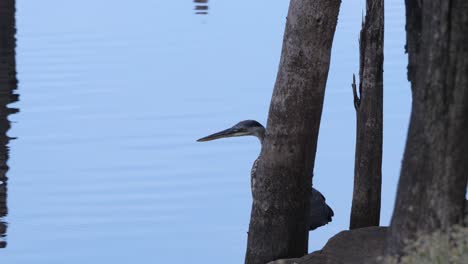 Heron-hides-behind-a-post-watching-the-surrounding-area-with-ripples-of-water-flowing-behind-it