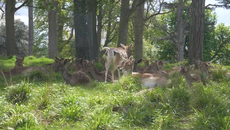 Herd-Of-Deer-Lying-And-Relaxing-On-Grass-On-A-Sunny-Summer-Day-In-Phoenix-Park,-Dublin,-Ireland