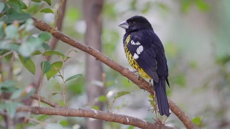A-chill-black-backed-grosbeak,-pheucticus-aureoventris,-perching-on-tree-branch-observing-the-surroundings,-close-up-static-profile-shot