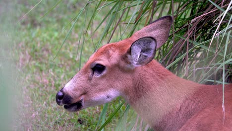 A-shy-herbivore-marsh-deer,-blastocerus-dichotomus-hiding-in-the-grassy-marshland,-grazing-on-vegetations-in-its-natural-habitat,-close-up-profile-shot