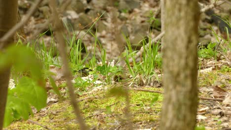 Magnolia-warbler-bird-searching-for-food-on-vibrant-green-forest-floor,-static-view