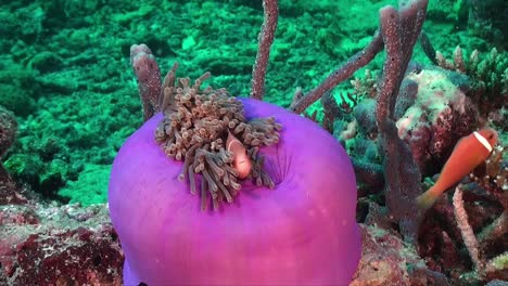 Two-pink-skunk-anemonefish-in-close-purple-sea-anemone-on-coral-reef