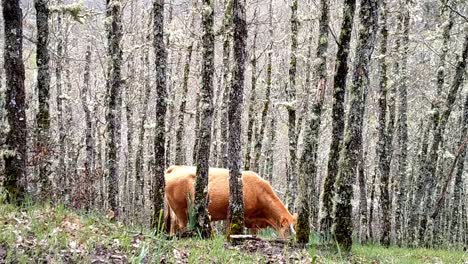 Close-up-of-a-brown-cow-is-feeding-between-many-leafless-trees-in-the-depth-of-a-forest-downhill