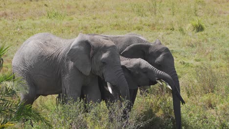 Afrikanische-Elefantenherde-Trinkt-Wasser-In-Einer-Grünen-Landschaft