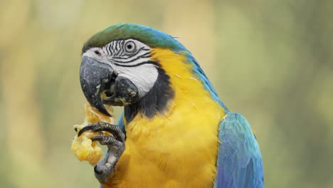 Close-up-shot-of-wild-Ara-Ararauna-Parrot-eating-fresh-fruits-in-jungle,4K-shot