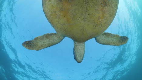 Eine-Große-Meeresschildkröte-Gleitet-Langsam-über-Einen-Unterwasserkameramann,-Während-Eine-Menge-Blasen-Den-Panzer-Der-Schildkröte-Berühren,-Während-Sie-Zur-Meeresoberfläche-Saust