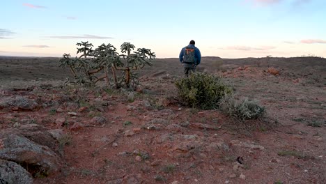 Mann-Geht-Vorbei,-Blühende-Wüstenpflanzen,-Outback-Australien