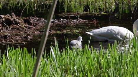 Handheld-shots-of-Mother-swan-swimming-with-small-chicks,-in-sunny-lake-water