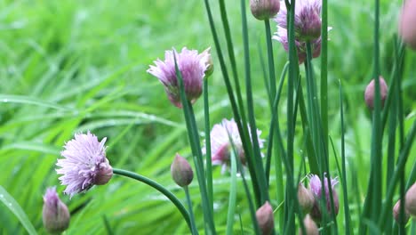 Chives-ready-for-culinary-use