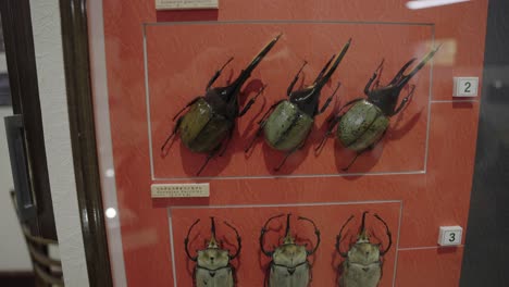 Collection-of-Beetles-and-Scarabs-on-Display-on-Wall
