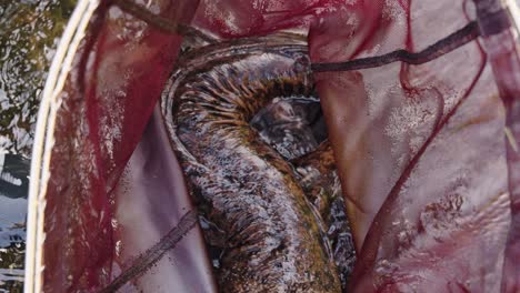 Massive-Japanese-Giant-Salamander--caught-in-net