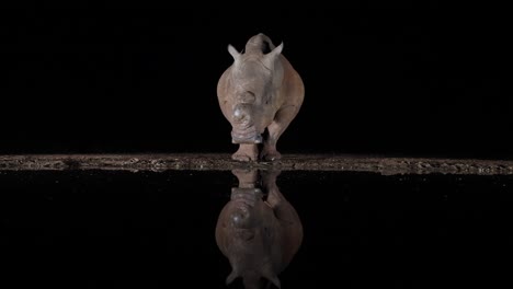 El-Cauteloso-Rinoceronte-Blanco-Se-Refleja-En-El-Agua-Del-Estanque-Negro-Por-La-Noche
