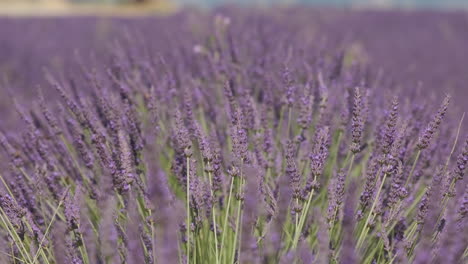 Closeup-lavender-purple-flower-blooming-in-summer