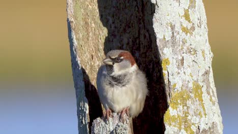 Close-up-of-house-sparrow-sitting-in-dead-tree-and-flying-away
