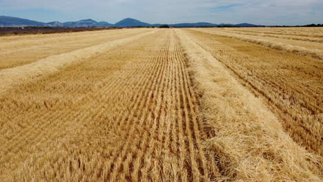 Harvested-grain-wheat-field-agriculture-farm-aerial-view