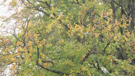 Tree-with-leaves-moving-in-the-wind