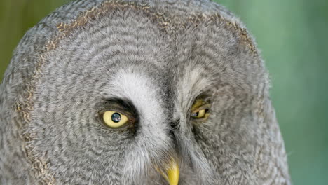 Macro-close-up-of-wild-Great-Grey-Owl-with-yellow-eyes-in-nature-during-sunny-day---Prores-4k-Quality-shot