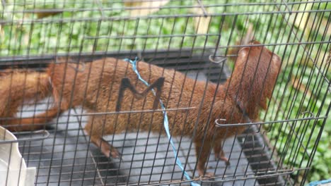 Garangan-jawa-or-Small-Indian-mongoose-in-cage