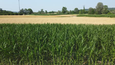 Agricultura-Mixta-Cultivo-Campo-De-Cereales-Trigo-Y-Maíz-Vista-Aérea