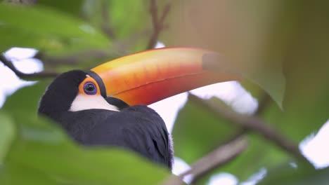Zeitlupenansicht-Eines-Tukans-Im-Fokus,-Der-Sich-Im-Dschungel-Der-Iguazu-Wasserfälle-Umschaut-Und-Blinzelt