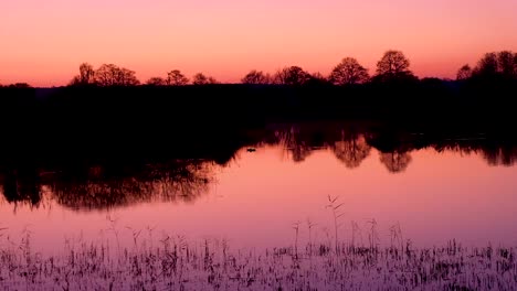 A-stunning-pink-sunset-at-dusk,-starling-birds-coming-home-to-roost,-ducks-swimming,-in-Somerset-nature-reserve-in-England,-UK