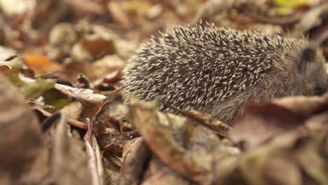 Juvenile-Hedgehog-Looking-For-Insect-Under-Dried-Fallen-Leaves-In-The-Ground