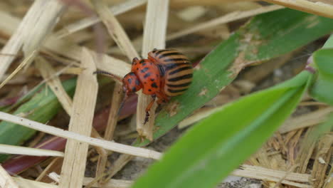 Striped-Bug-crawling-in-straw-on-farm-during-summer-day,close-up-low-angle---Colorado-Potato-Beetle-in-wildlife