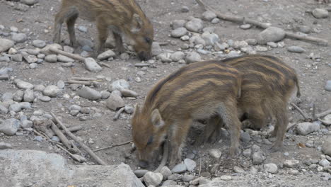 Nahaufnahme-Einer-Wildschweinfamilie,-Die-Auf-Felsigem-Boden-In-Der-Wildnis-Nach-Nahrung-Sucht