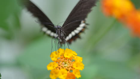 Closeup-of-black-butterfly-gathering-pollen-of-bright-colorful-flower-in-wildlife