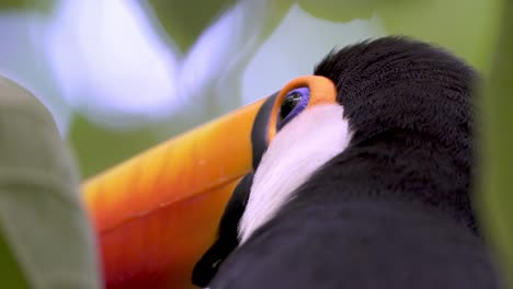 Close-up-footage-of-the-colorful-head-of-a-toucan-inmersed-on-dense-vegetation-of-a-rainforest-at-Iguazu-Falls,-Argentina