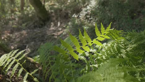 Green-Ferns-In-A-Tropical-Forest---close-up,-tilt-up
