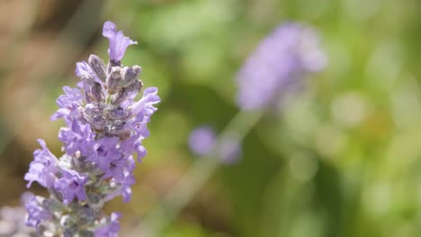 macro-shot-of-lilac-aromatic-lavender-blossoms,-brightened-by-sunlight