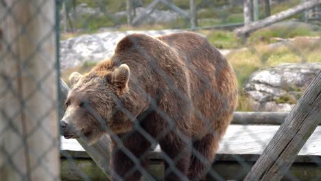 Sad-imprisoned-bear-inside-zoo-behind-fence---Shallow-depth-static-handheld-with-soft-focused-fence-in-foreground-and-bear-inside---Norway
