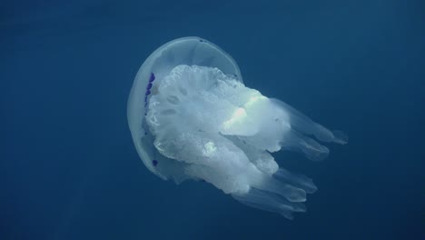 Grandes-Medusas-De-Barril-Blanco-De-Cerca-En-El-Mar-Mediterráneo