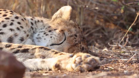 Der-Schlafende-Afrikanische-Gepard-Schlägt-Mit-Dem-Ohr-Gegen-Eine-Lästige-Fliege