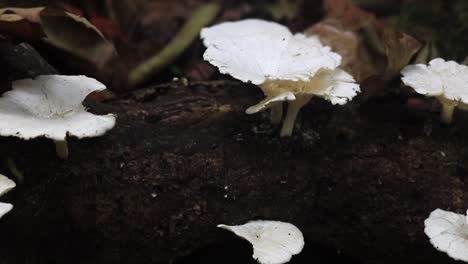 White-Flower-Shaped-Mushroom-Growing-Out-Of-Fallen-Tree-Branch