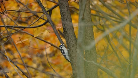 Hairy-woodpecker-hammering-tree-trunk-in-colorful-autumn-forest