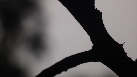 Shy-spider-goes-and-hides-behind-branch,-backlit-silhouette