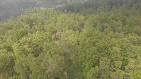 Drohnenaufnahmen-Fliegen-über-Die-Bäume-Im-El-Qamouaa-Wald,-Akkar,-Libanon