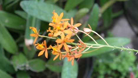 Wunderschöne-Epidendrum-Cinnabarinum-Orchidee