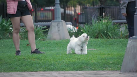 In-the-city-park,-a-playful-white-dog-is-barking-at-the-owner