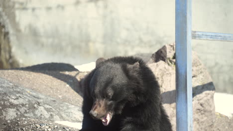 Asiatischer-Schwarzbär---Asiatischer-Schwarzbär-Mit-Offenem-Mund-Und-Ausgestreckter-Zunge-Im-Zoo