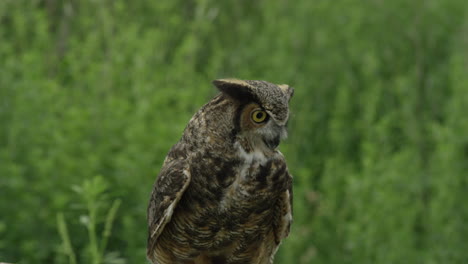Great-horned-owl-looking-for-prey