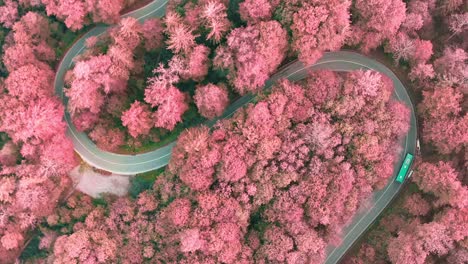 Wonderful-aerial-view-over-pink-blossom-trees-next-to-a-double-curve-with-a-driving-bus-at-the-mountain-road
