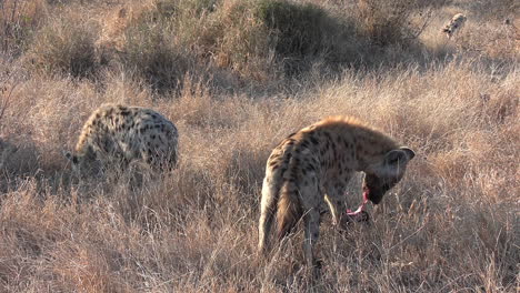 Close-view-of-two-hyenas-feeding-on-remains-of-carcass-on-dry-grass