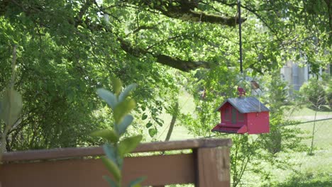 bird-on-bird-feeder-red-barn-hanging-tree
