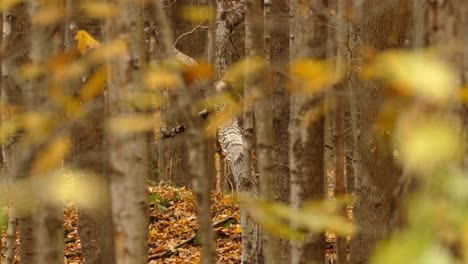 Blick-Durch-Goldene-Herbstblätter-Auf-Einen-Wildvogel,-Der-Auf-Einem-Ast-Im-Wald-Hockt