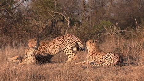Eine-Gruppe-Geparden-Faulenzt-Und-Ringt-Spielerisch-Im-Goldenen-Schein-Der-Heißen-Afrikanischen-Sonne