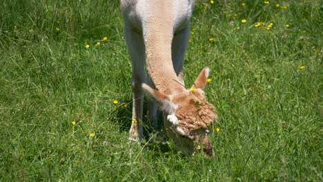Newborn-baby-alpaca-eating-grass-on-green-pasture-during-beautiful-sunny-day-in-wilderness---close-up