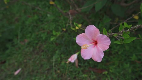 Eine-Rosa-Hibiskusblüte-Im-Garten